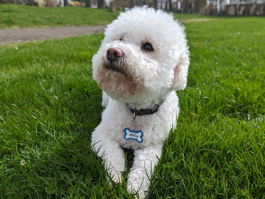 Zink Anhänger für Hundehalsbänder-Personalisiertes Hunde Accessoires für deines treuen Begleiters-Knochenanhänger-Geschenk für Tierfreunde
