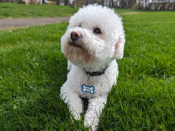 Zink Anhänger für Hundehalsbänder-Personalisiertes Hunde Accessoires für deines treuen Begleiters-Knochenanhänger-Geschenk für Tierfreunde